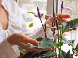 We did not find results for: Best Plants For Indoor Allergies Can They Help Or Cause More Problems Molekule Blog