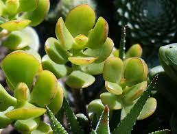 The plant takes a rest break in winter and needs less water. Jade Plant Drooping Here S What To Do Succulents Grower