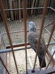 Ciri tekukur klantan / ciri tekukur klantan tekukur indonesia burung tekukur banyak digemari masyarakat everly daily blogs : Mengenal Ciri Burung Derkuku Mitos Dan Suaranya