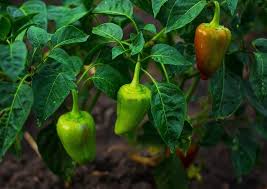 Fertilize with an organic fertilizer at the time of transplanting. Fertilizer Peppers Plants Cromalinsupport