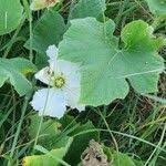 Image result for Lagenaria sphaerica