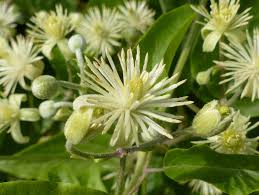 The roots are in the shade under slate and the tops are in sun. Clematis Vitalba The Wild Clematis Easy Wildflowers