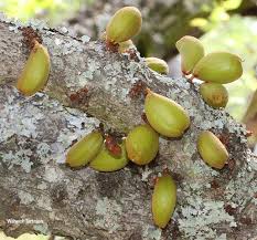 Image result for Englerophytum natalense