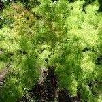 Image result for Asparagus macowanii