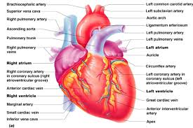 Labeled Cardiac Muscle Koibana Info Human Heart Anatomy Human Heart Diagram Heart Diagram