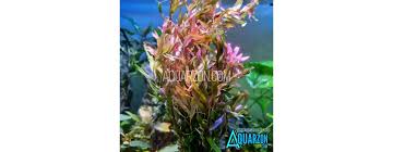 Image result for Rotala fontinalis