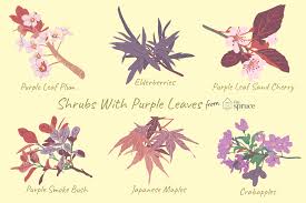 Click to likeand subscribe to our channel. 9 Ornamental Trees And Shrubs With Purple Leaves