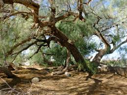 Planting herbs cedar cedar trees plants tree lebanon cedar sacred tree celtic tree tree cedar tree facts. Shooting The Messengers How Plants Are Unfairly Blamed For Wasteful Human Water Practices In The U S West Counterpunch Org