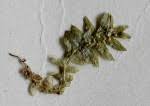 Image result for Selaginella perpusilla