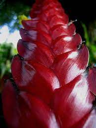 Red Bromeliad Bromeliads Trees To Plant Easy To Grow Houseplants