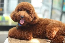 There's no need to zip around google searching for answers to figure it all out. How To Give Your Poodle A Standard Poodle Puppy Cut At Home Quick Diy Guide Healthy Homemade Dog Treats