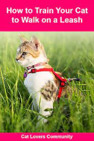 How To Train Your Cat To Walk On A Leash Cats Cat Love Quotes Cats And Kittens