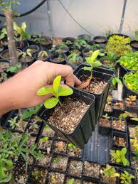 Image result for Manilkara kauki