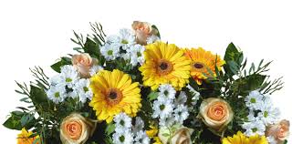 Fiori tipo margherita con 7 petali tondeggianti. Gerbera Coltivazione E Cure