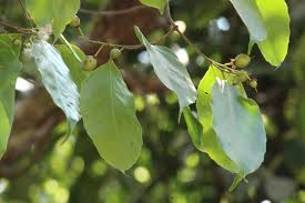 Image result for Scolopia