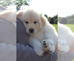 In 1906, the first samoyed came to the united states, but it wasn't until after world war ii that the breed's popularity really took off. Puppyfinder Com View Ad Photo 8 Of Listing Golden Retriever Samoyed Mix Puppy For Sale Adn 154103 Wisconsin Hubertus Usa