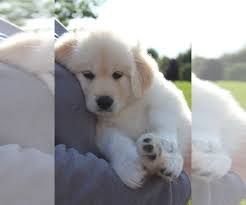 Check spelling or type a new query. Puppyfinder Com View Ad Photo 8 Of Listing Golden Retriever Samoyed Mix Puppy For Sale Adn 154103 Wisconsin Hubertus Usa