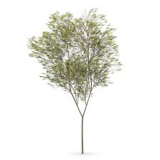 Common Beech Fagus Sylvatica Beech Common Sylvatica Fagus Arbol En Planta Ilustracion De Botanica Texturas Photoshop