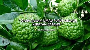 Bagaimana cara penanaman limau kasturi. Baja Milagro Cara Tanam Limau Purut Melalui Keratan Batang Facebook