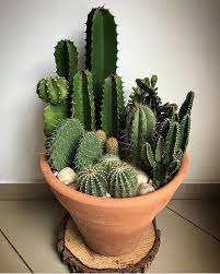 15 Inspiracoes De Arranjos De Cactos Para Deixar Sua Casa Linda E Verdinha Mini Cactus Garden Cactus House Plants Cactus Plants