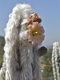 See more pictures of cacti. Old Man Cactus Cactos E Suculentas Suculentos Suculentas