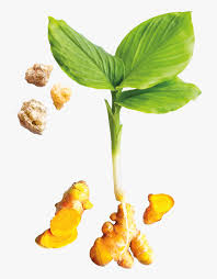 Check spelling or type a new query. Turmeric Plant Image Png Transparent Png Transparent Png Image Pngitem