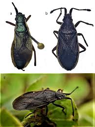 Image result for Sartidia angolensis