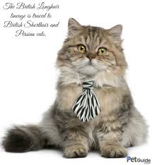 Other ads by breed british shorthair about breed: British Longhair Cat Breed Information And Pictures Petguide
