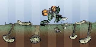 Résultat de recherche d'images pour "metallic green fig beetle"