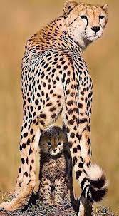 Pin By Evelyn Dunder On Big Cats Animals Beautiful Cute Animals Animals