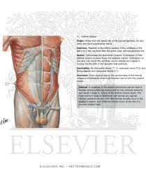 Bar the brain, heart and lungs, this region contains virtually all your body organs, including those involved in the digestive, endocrine, lymphatic, urinary and reproductive systems. Anterior Abdominal Wall Intermediate Dissection Anterolateral Abdominal Wall