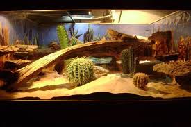 Http Www Herpsupplies Com Images Habpics 8 Dsc00627 Jpg Bearded Dragon Habitat Bearded Dragon Terrarium Bearded Dragon
