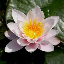 Water lily flowers near me. How To Make My Waterlilies Flower
