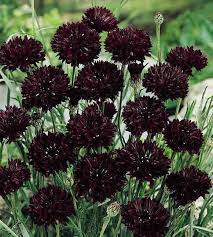 Pin On Plants Gardening