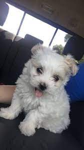 Maltipoo puppies for sale in mi. Pin On Puppies For Sale
