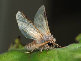 See more of moth on facebook. Moth Wikipedia