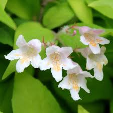 Image result for Kolkwitzia