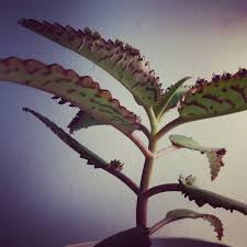 Grundsätzlich kann man von einem erfolg sprechen auch es ein paar interessante wendungen gab. Brutblatt Kalanchoe Daigremontiana 7 Brutknospen Brutblatt Net