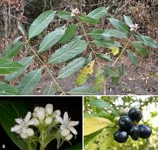 Image result for Gaertnera paniculata
