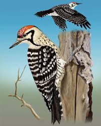 Black Bird With White Spots On Wings And Tail Ladder Backed Woodpecker Whatbird Com Woodpecker Bird Illustration Tail Feathers