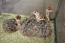 Mesin penetas telur berfungsi untuk menetaskan telur ayam, bebek, burung, dan unggas dengan cara yang efisien. Cara Penangkaran Burung Unta Agar Bisa Sukses