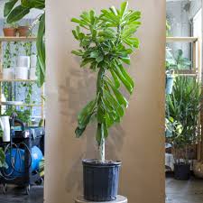 Image result for Euphorbia dedzana