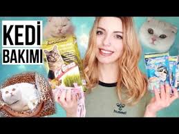Kedi Bakimi Hakkinda Her Sey Mama Asilar Tuvalet Tuy Oyun Oneriler Youtube