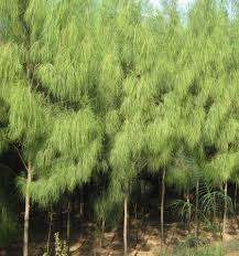 Tanaman Cemara Angin Tanaman Tanaman Hias Daun Daun