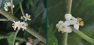 Image result for Xyris natalensis