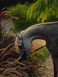 Image result for tbn:jrcYnUbf_HstjM::www.raheeq.com/pictures/c3a6af806428e8da3ebbfd219d0c309d.jpg