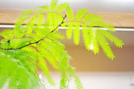 観葉植物のプロに聞く エバーフレッシュ の魅力と育て方 農業 ガーデニング 園芸 家庭菜園マガジン Agri Pick
