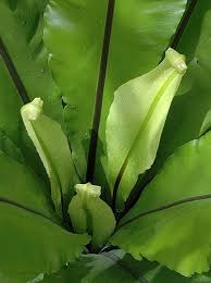 Birds Nest Fern Cats How To Grow Bird S Nest Fern Houseplants Plants Household Plants House Plant Care