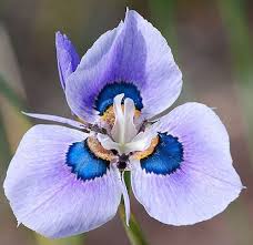 Image result for Moraea bella