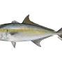 Profile Picture of Greater Amberjack | NOAA Fisheries (@noaa.gov) on Google